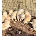 Retriever Do Labrador Excelentes Filhotes de Labrador Retriever Champanhe Pernambuco Recife