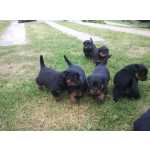 Rottweiler Excelentes Filhotes de Rottweiler - Padro Alemo - Pernambuco Recife