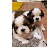 Shih-tzu Excelentes Filhotes de Shih Tzu branco com marrom Pernambuco Recife