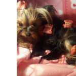 Yorkshire Terrier Excelentes Filhotes de Yorkshire Terrier Azul Ao Pernambuco Recife