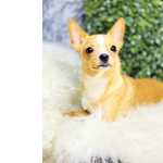 Chihuahua CHIHUAHUA FMEA PELO CURTO