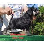 Schnauzer Miniatura SCHNAUZER MINIATURA PRETO E PRATA Pontevedra Vigo