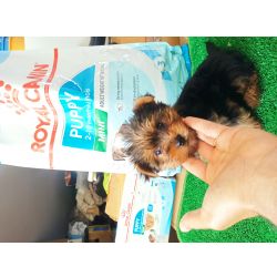 Yorkshire Terrier Linda menina Yorkshire  Lisboa Malveira, Mafra