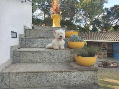 west hihgland white terrier filhotes a venda