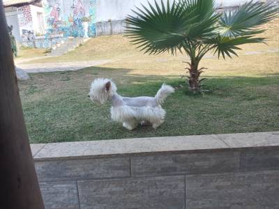 west hihgland white terrier filhotes a venda