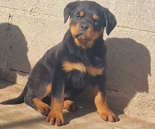Rottweilers