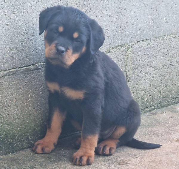 Rottweilers