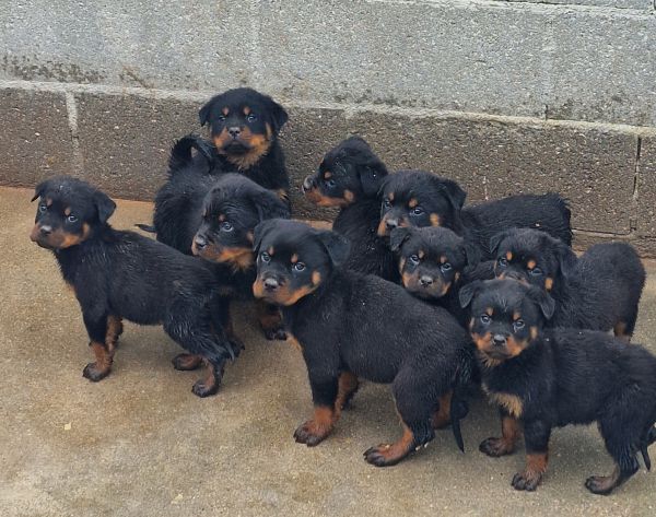 Rottweilers