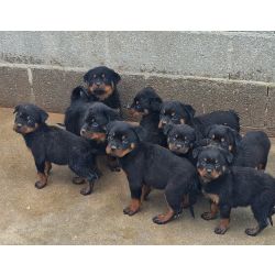 Rottweiler Rottweilers Portalegre Nisa