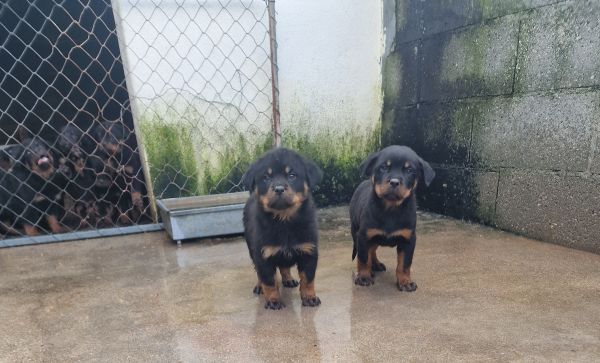 Rottweilers