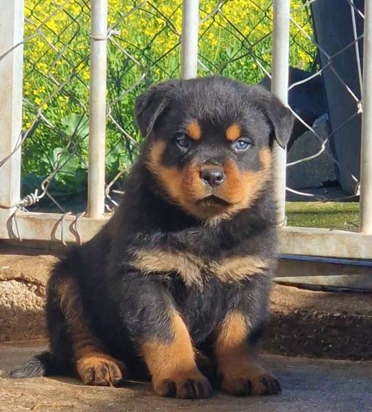 Rottweilers - Canil Of Greatwarriors