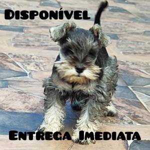 Schnauzer Fmea