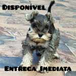 Schnauzer Miniatura (ano) Schnauzer Fmea