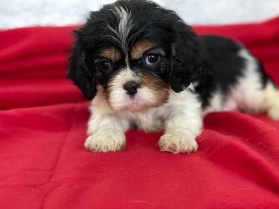 Cavalier King Charles Spaniel tricolor