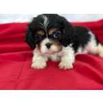 Cavalier King Charles Cavalier King Charles Spaniel tricolor Lisboa Sintra