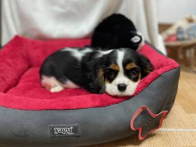 Cavalier King Charles Spaniel tricolor