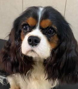 Cavalier King Charles Spaniel tricolor