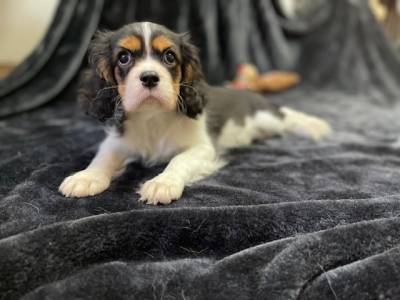 Cavalier King Charles Spaniel tricolor