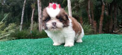 Filhotes de shih Tzu fmeas em Curitiba