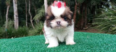 Filhotes de shih Tzu fmeas em Curitiba