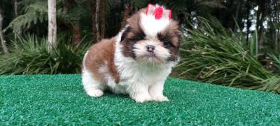 Filhotes de shih Tzu fmeas em Curitiba