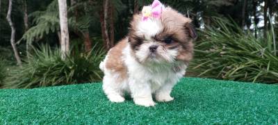 Filhotes de shih Tzu fmeas em Curitiba