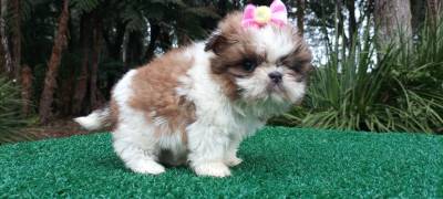 Filhotes de shih Tzu fmeas em Curitiba