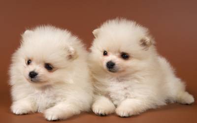Spitz Alemão Anão Pomerânia Spitz Alemão Anão Pomerânia
