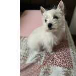 West Highland White Terrier West terrier disponvel So Paulo So Paulo