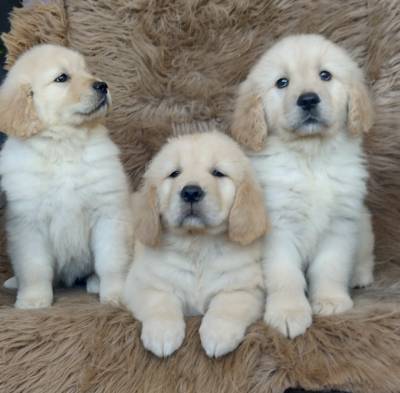 Filhotes de Golden Retriever Maravilhosos