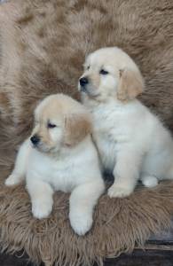 Filhotes de Golden Retriever Maravilhosos