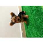 Yorkshire Terrier Lindo Yorkshire macho Lisboa Malveira, Mafra