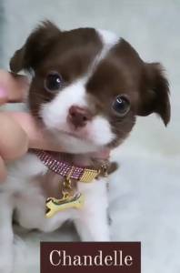 Chihuahua de luxo