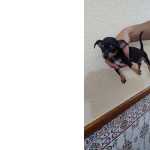 Pinscher Miniatura Pinsher macho Setbal Setubal