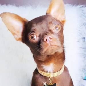 Chihuahua de luxo