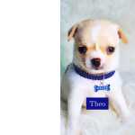 Chihuahua Chihuahua de luxo