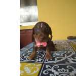 Dachshund FILHOTES DE BASSET TECKEL FMEA CHOCOLATE