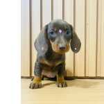 Dachshund FILHOTE DE BASSET TECKEL FMEA CHOCOLATE So Paulo Cotia