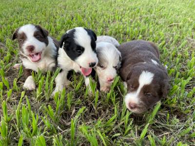 REALIZE COM  A GENTE O SONHO DE TER O SEU BORDER COLLIE CES CRIADOS COM AMOR E CARINHO POR VET