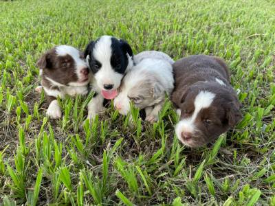 REALIZE COM  A GENTE O SONHO DE TER O SEU BORDER COLLIE CES CRIADOS COM AMOR E CARINHO POR VET