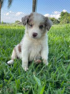 REALIZE COM  A GENTE O SONHO DE TER O SEU BORDER COLLIE CES CRIADOS COM AMOR E CARINHO POR VET