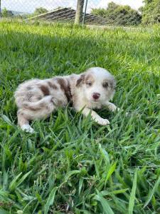 REALIZE COM  A GENTE O SONHO DE TER O SEU BORDER COLLIE CES CRIADOS COM AMOR E CARINHO POR VET