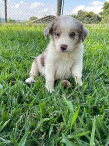 REALIZE COM  A GENTE O SONHO DE TER O SEU BORDER COLLIE CES CRIADOS COM AMOR E CARINHO POR VET