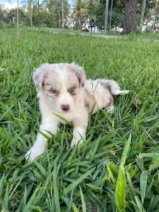 REALIZE COM  A GENTE O SONHO DE TER O SEU BORDER COLLIE CES CRIADOS COM AMOR E CARINHO POR VET