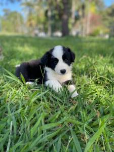 REALIZE COM  A GENTE O SONHO DE TER O SEU BORDER COLLIE CES CRIADOS COM AMOR E CARINHO POR VET