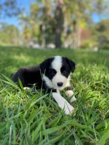 REALIZE COM  A GENTE O SONHO DE TER O SEU BORDER COLLIE CES CRIADOS COM AMOR E CARINHO POR VET