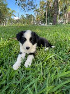 REALIZE COM  A GENTE O SONHO DE TER O SEU BORDER COLLIE CES CRIADOS COM AMOR E CARINHO POR VET