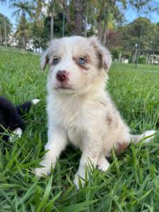 REALIZE COM  A GENTE O SONHO DE TER O SEU BORDER COLLIE CES CRIADOS COM AMOR E CARINHO POR VET