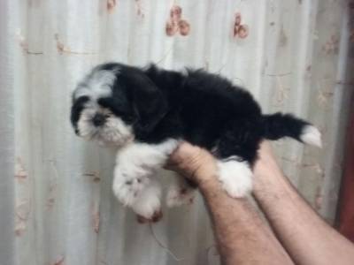 Filhotes  de ShihTzu