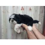 Shih-tzu Filhotes  de ShihTzu